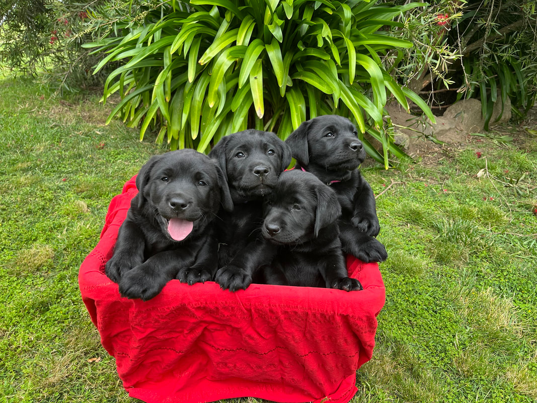 Newborn Labrador Puppies for Sale
