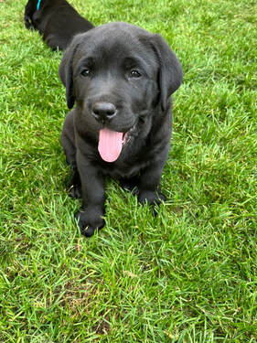 labrador puppy for sale nsw