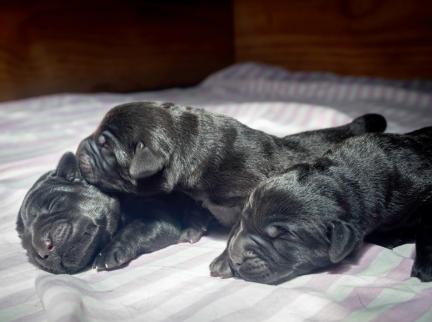 Newborn Labrador Puppies for sale