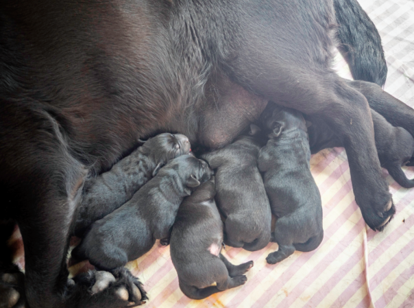 Newborn Labrador Puppies for Sale